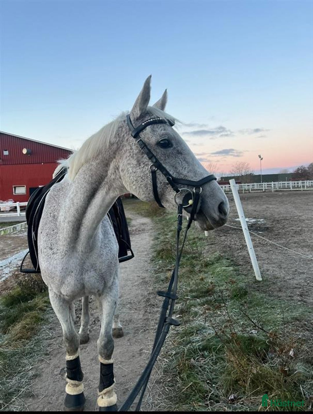  medryttarhäst finnes: Medryttare sökes helfoderhäst sto Västra Frölunda i Västra Frölunda - Annons 1