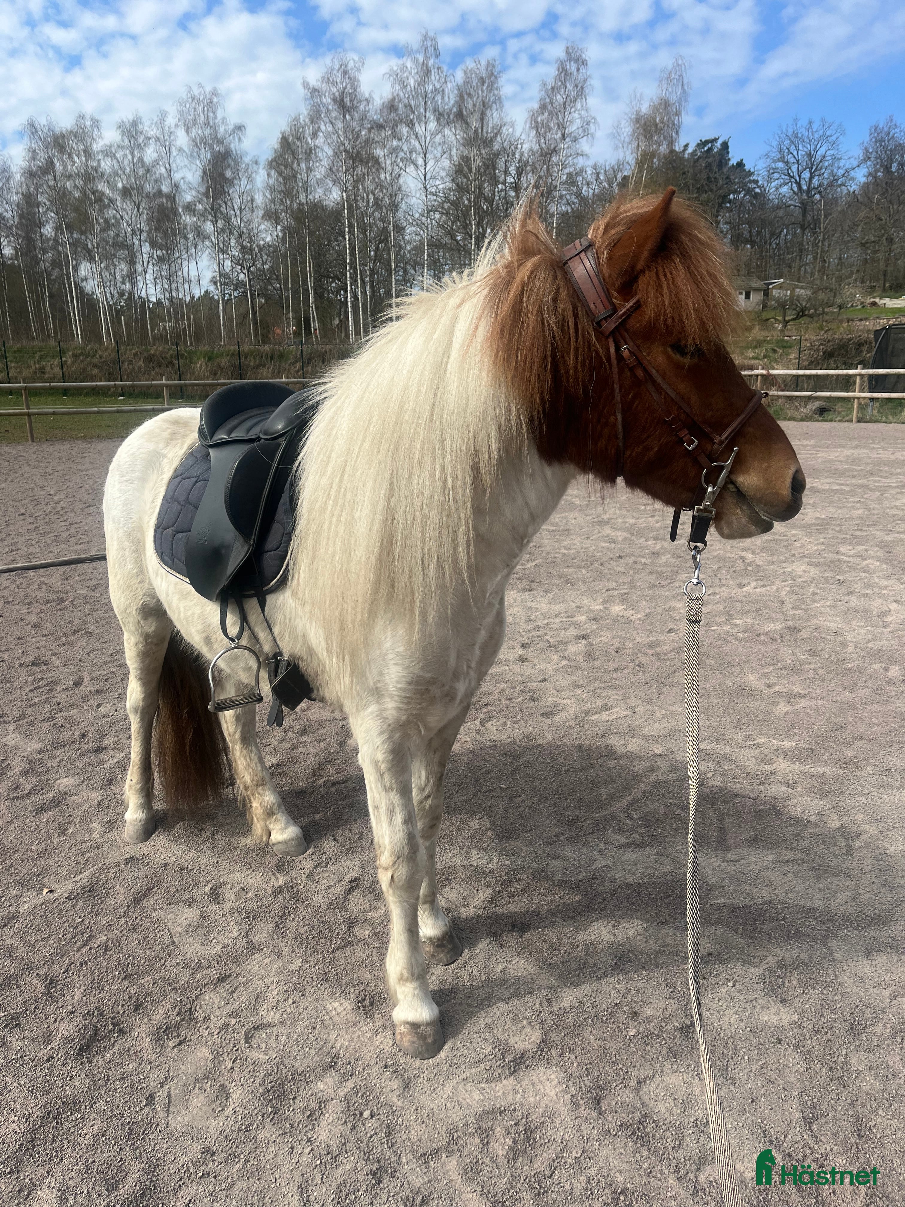  hästar Världen finaste ! i Slöinge - Annons 17