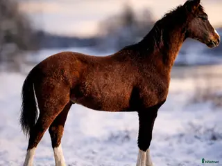 hästar Snygg blivande dubbeltalang avlad för hållbarhet i Kristinehamn - Annons 13