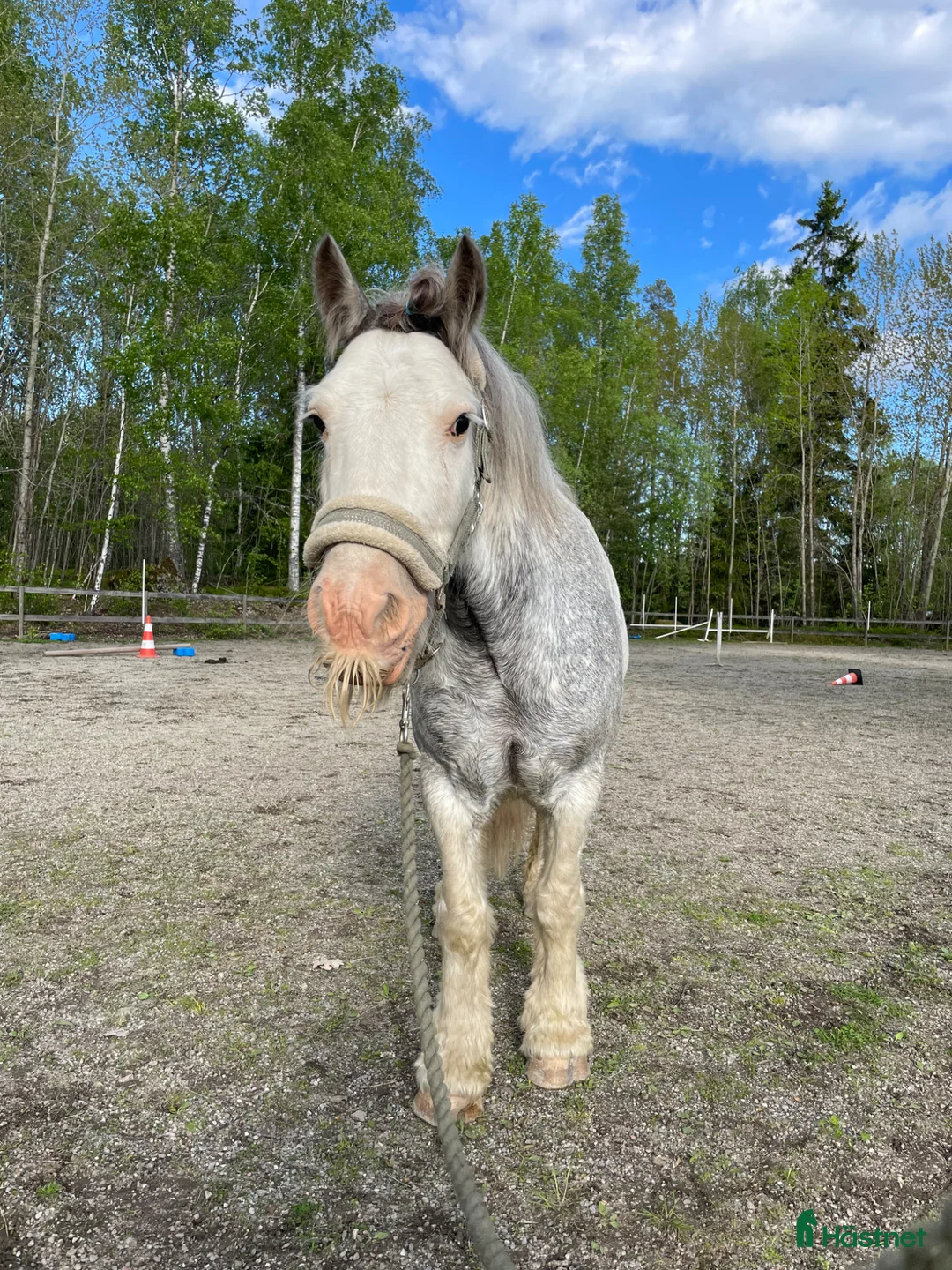 Allround hästar till salu: En snäll kille - Annons 2