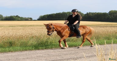  hästar i Bettna - Annons 8