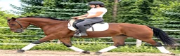 Allround hästar till salu: Top Silesian Model-movement and quality  - Annons 9