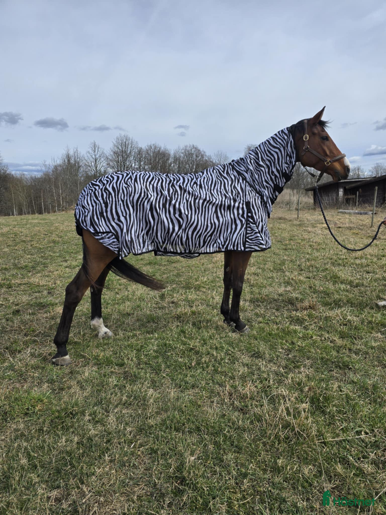 Täcken hästutrustning Flugtäcken i Åtvidaberg - Annons 1