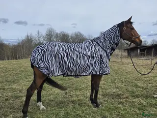 Täcken hästutrustning Flugtäcken i Åtvidaberg - Annons 1