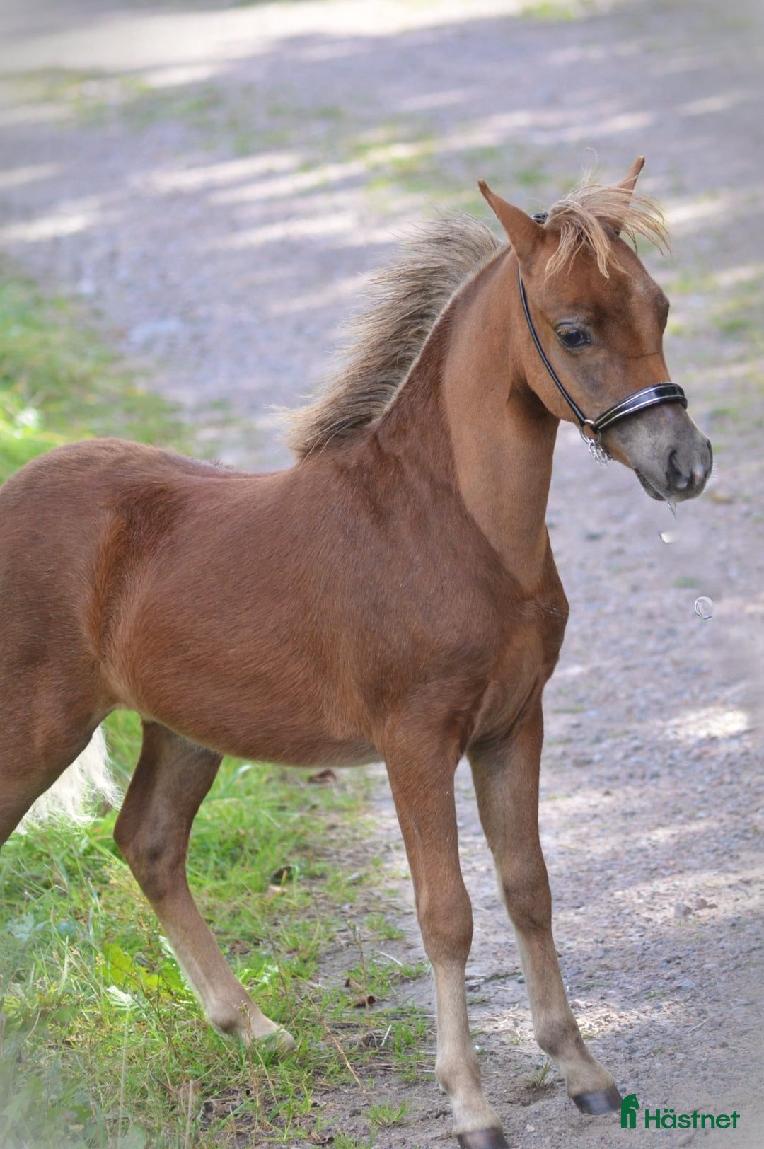 Allround hästar till salu: **Extremt vacker "miniarab" AMHA hingstföl** i Åtvidaberg - Annons 3