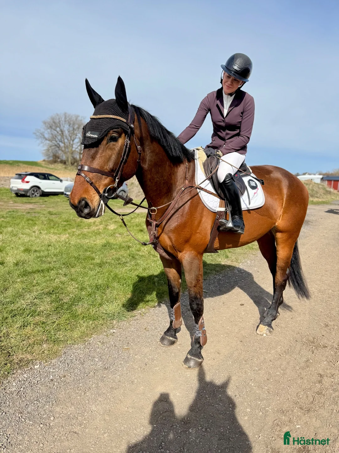 Hoppning hästar till salu: 4år e: Crusader Ice - Cardento  - Annons 3