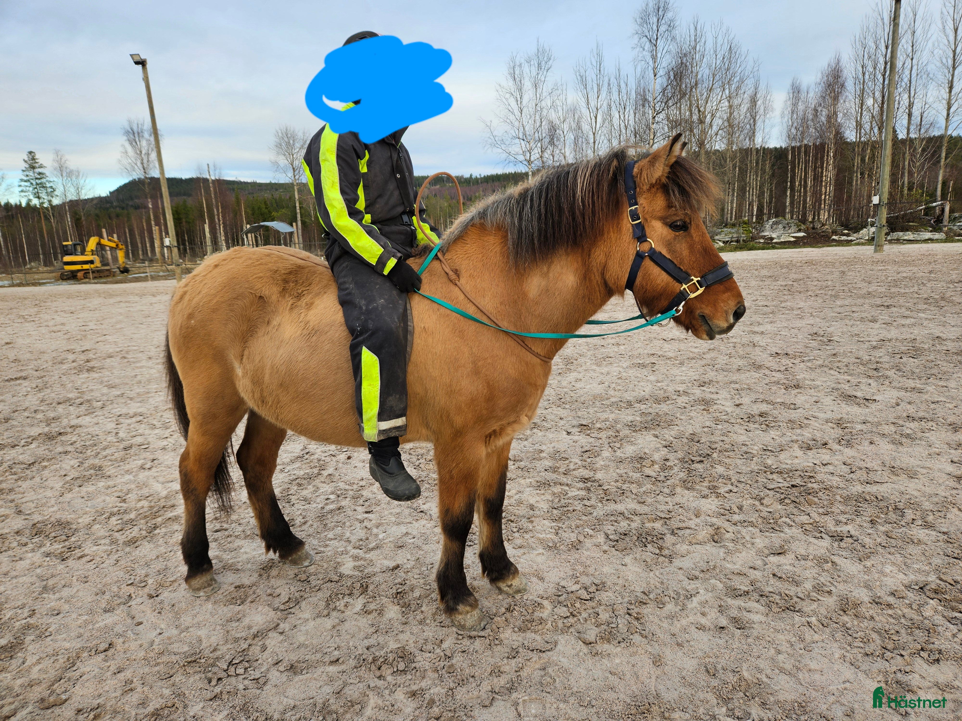  hästar Perfekt häst för vuxna och barn i Hassela - Annons 4