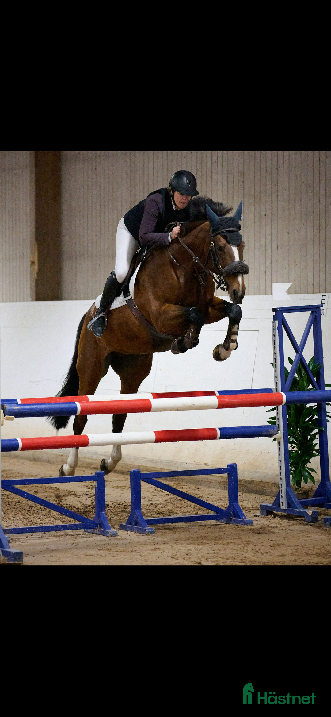 Hoppning hästar till salu: 10 årigt sto med plac 130- kapacitet för mer!  i Täby - Annons 5