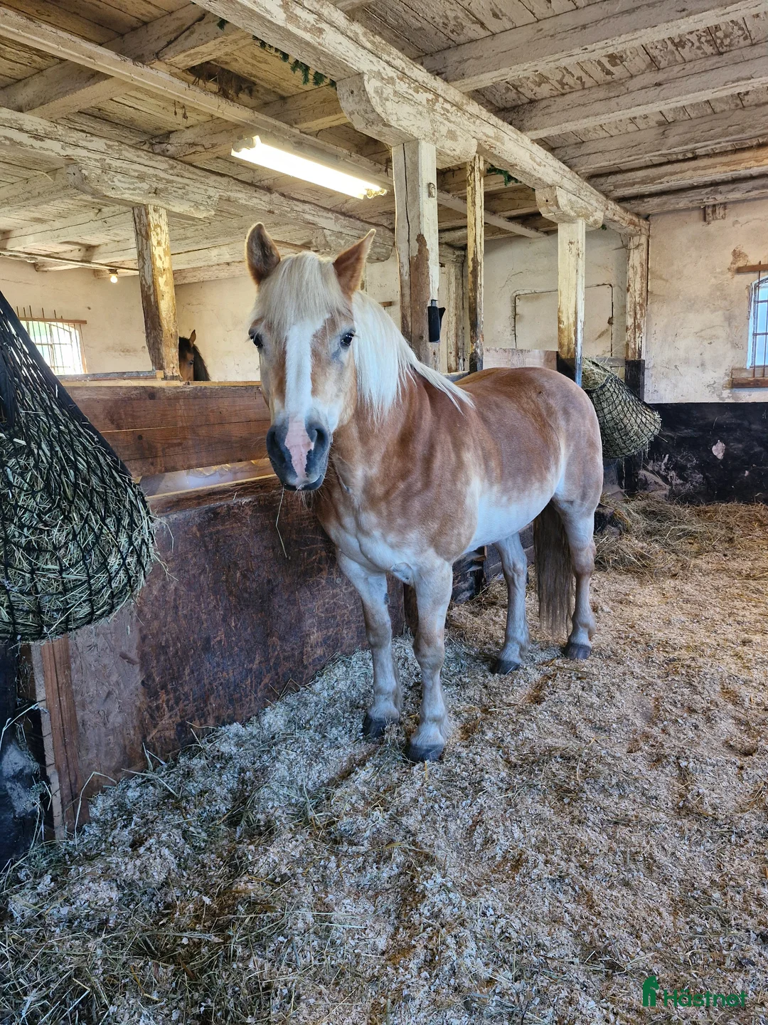 Allround hästar till salu: Vuxen liten häst/stor ponny - Annons 2