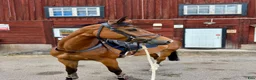Hoppning hästar till salu: Trevligt sto - Annons 2