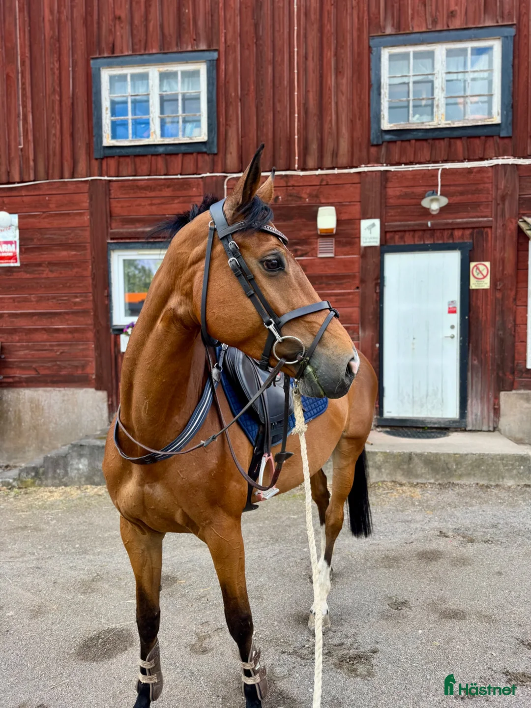 Hoppning hästar till salu: Trevligt sto - Annons 2