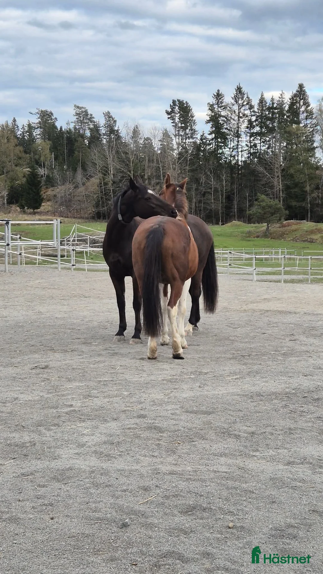  stallplats finnes: Active stable Haninge södra Stockholm  - Annons 2