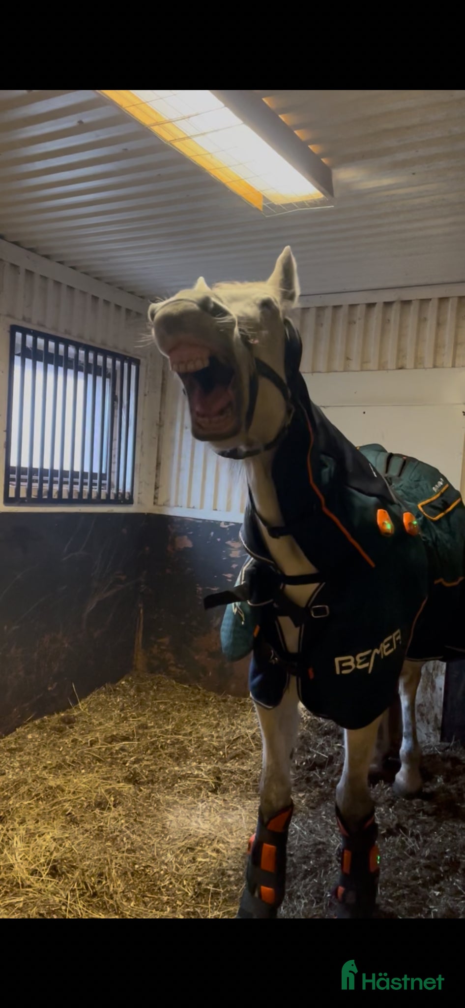  hästservice Bemer Horse set - Annons 6