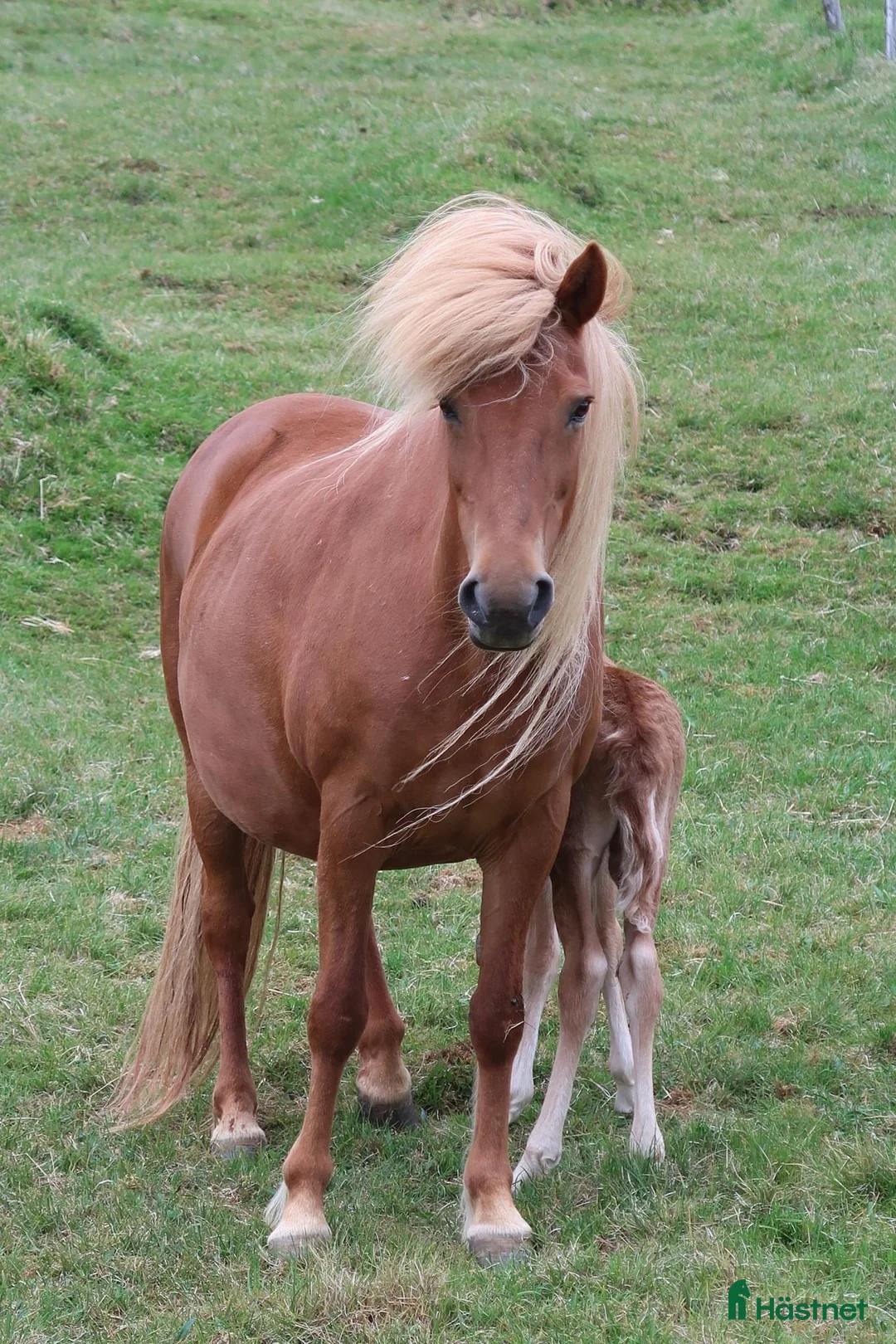 Island hästar till salu: Vackert äldre avelsto i Ljusdal - Annons 2