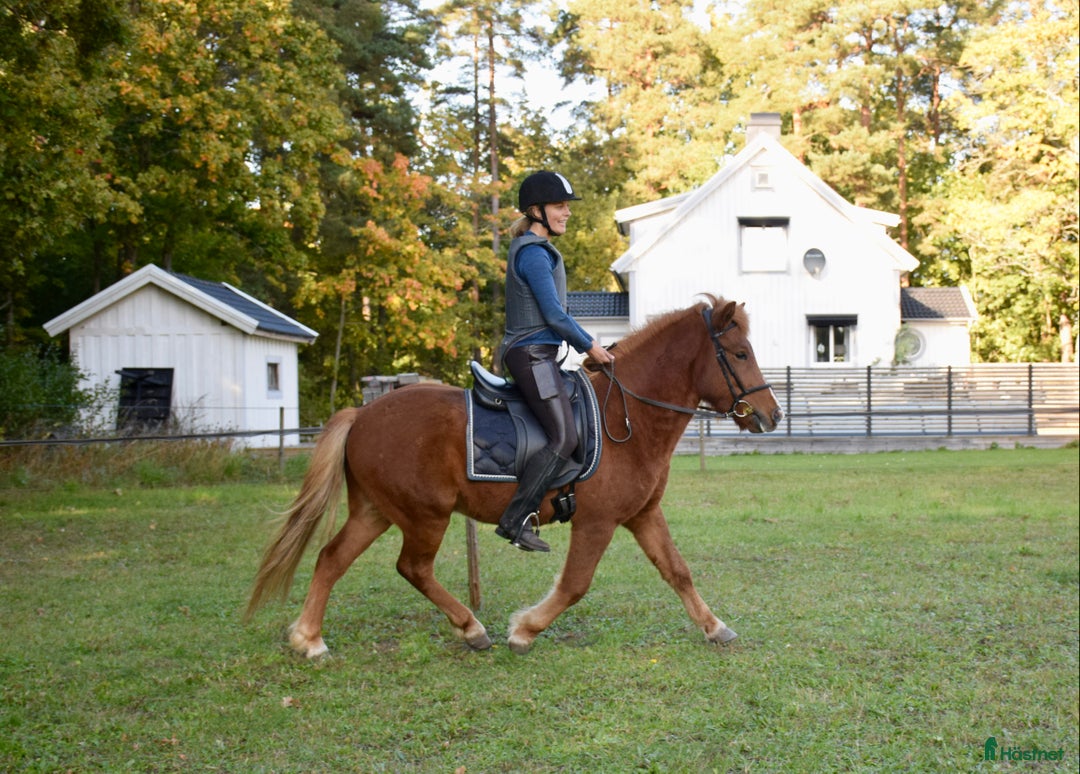 Island hästar till salu: Jättetrevlig valack i Borgholm - Annons 3