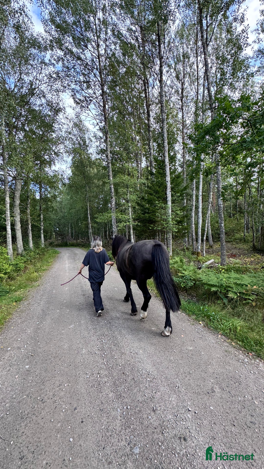 Allround hästar sökes: Häst sökes till livslång fodervärd/senare köp i Norrköping - Annons 2