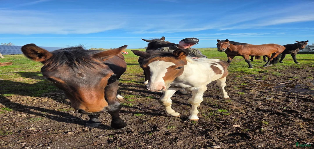 Galleribild {{count}}