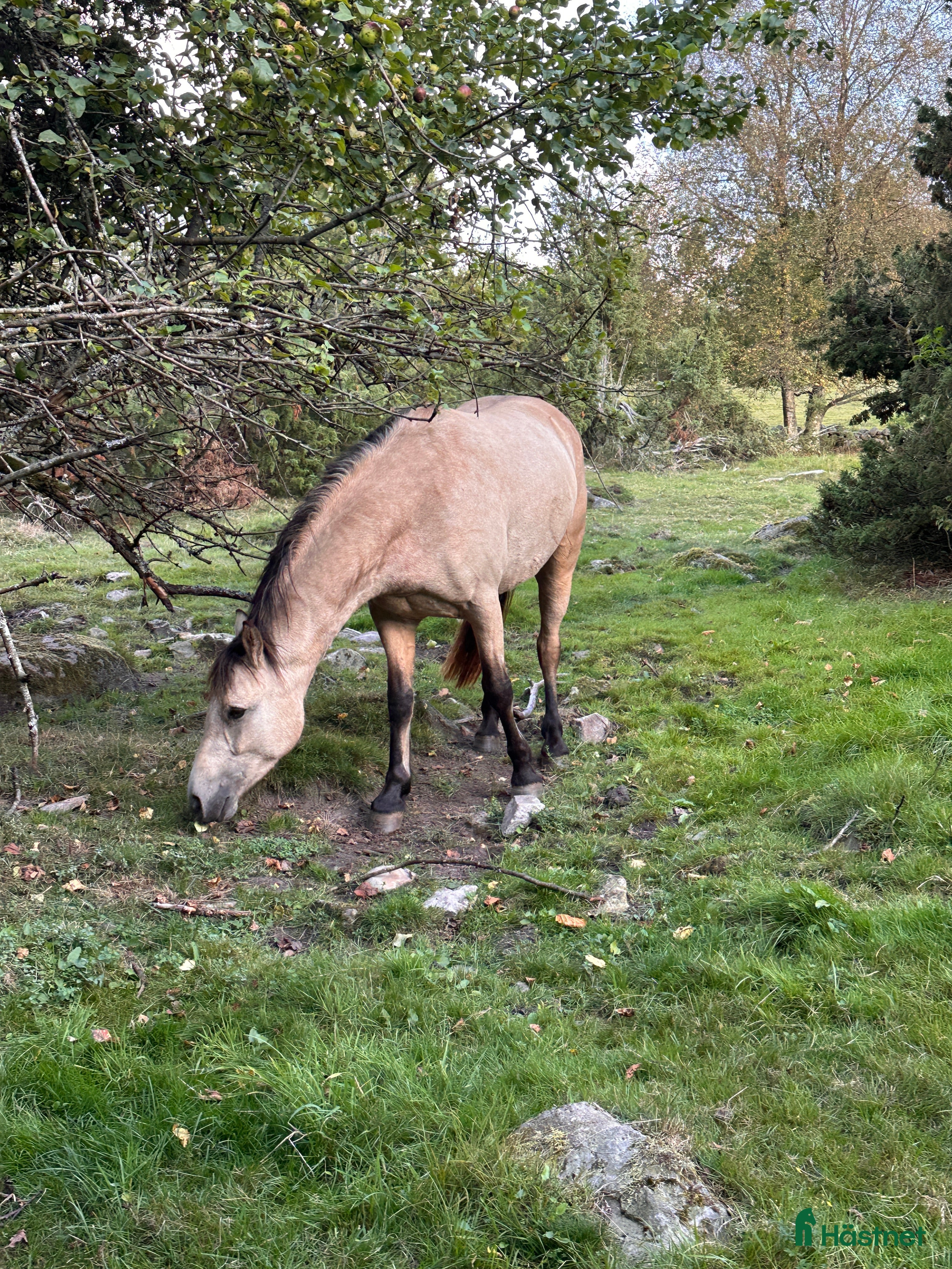  hästar Ponnykompis i Hörby - Annons 1