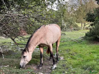 hästar Ponnykompis i Hörby - Annons 1