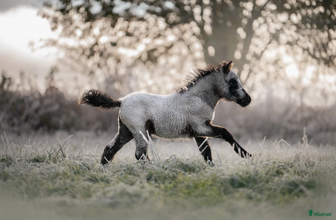 Allround hästar till salu: American mini Curly  - Annons 1
