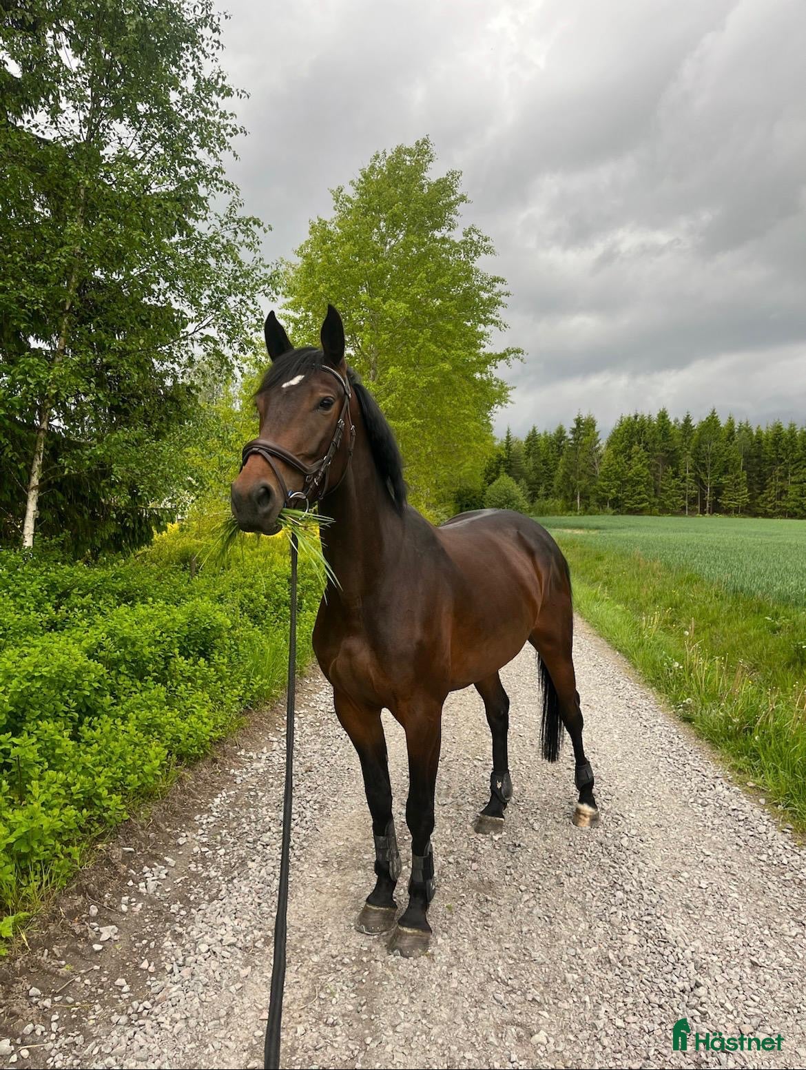 Hoppning hästar till salu: Okomplicerat snällt sto  - Annons 1