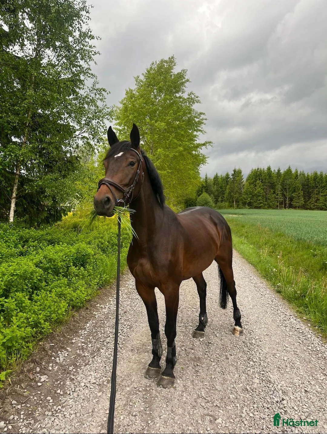 Hoppning hästar till salu: Okomplicerat snällt sto  - Annons 1