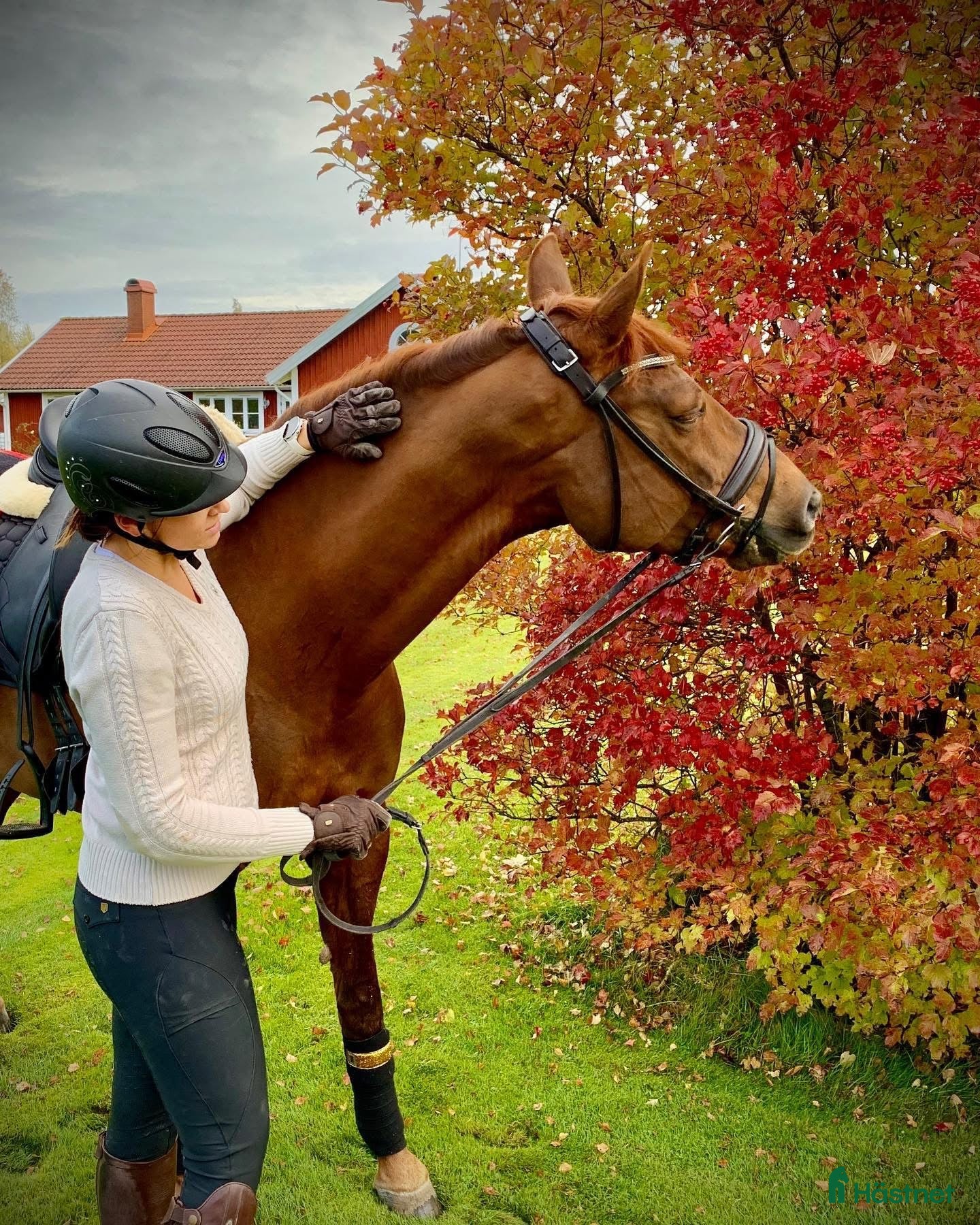 hästar Dressyrhäst sökes - Annons 1