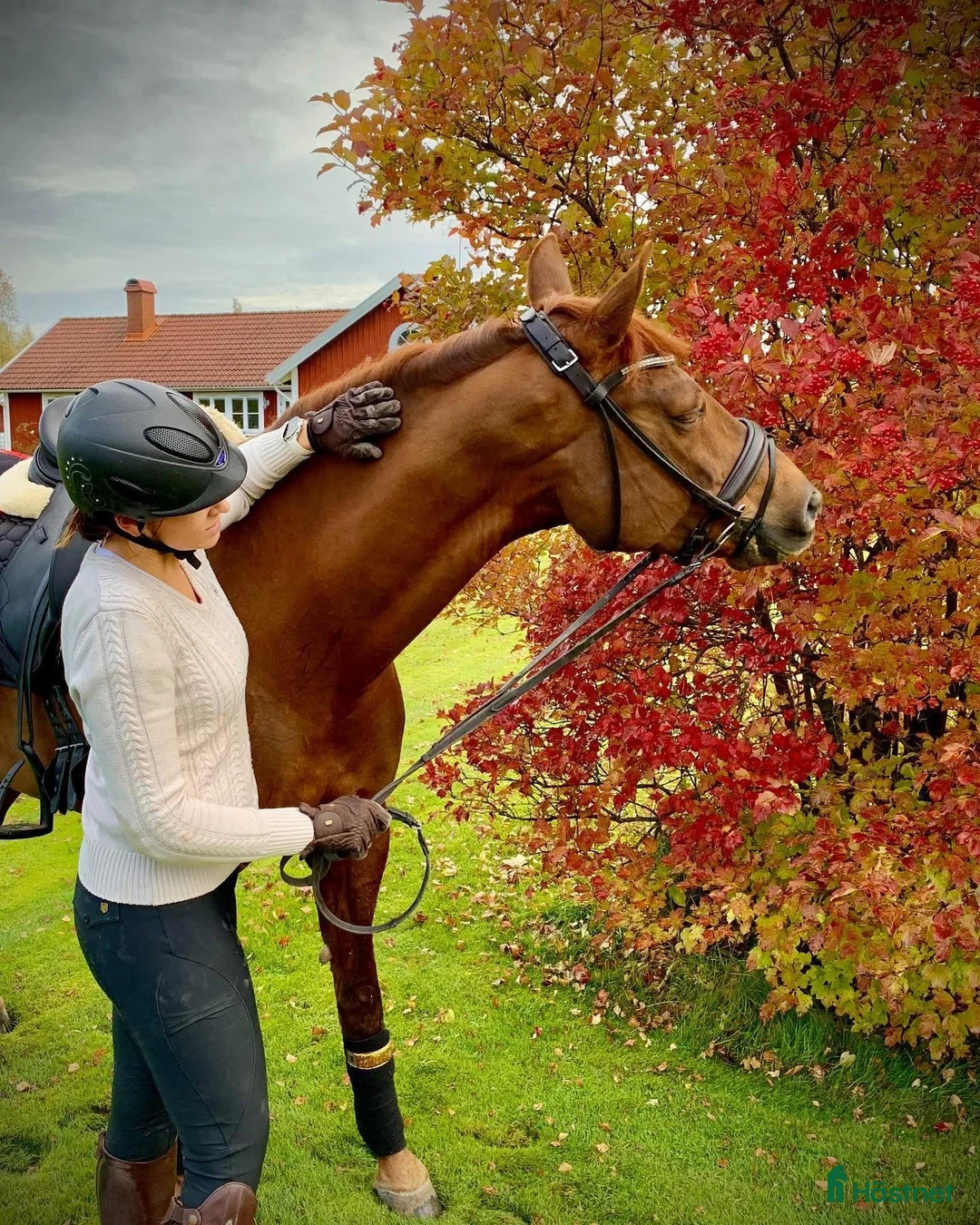 Dressyr hästar sökes: Dressyrhäst sökes i Växjö - Annons 1