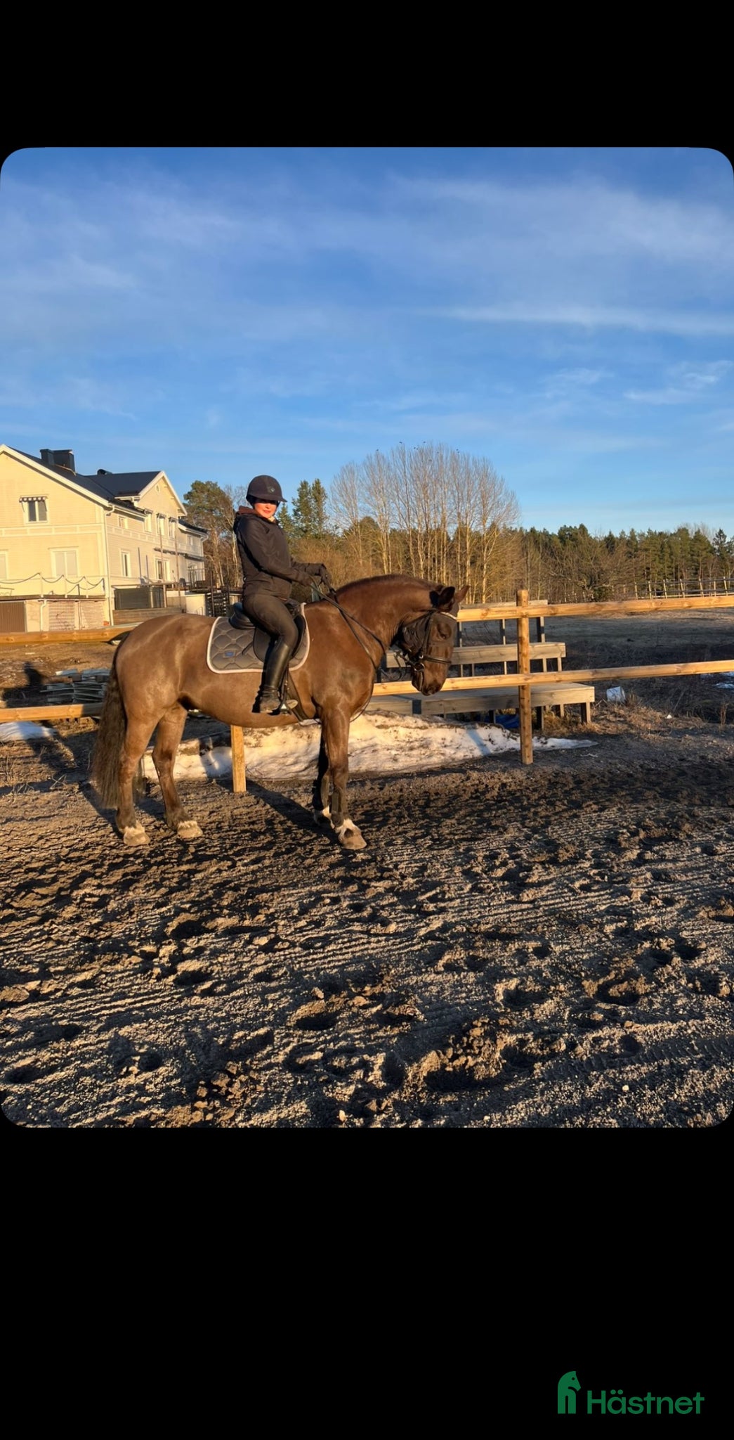  hästar Riktigt fin ridhäst säljes  - Annons 1