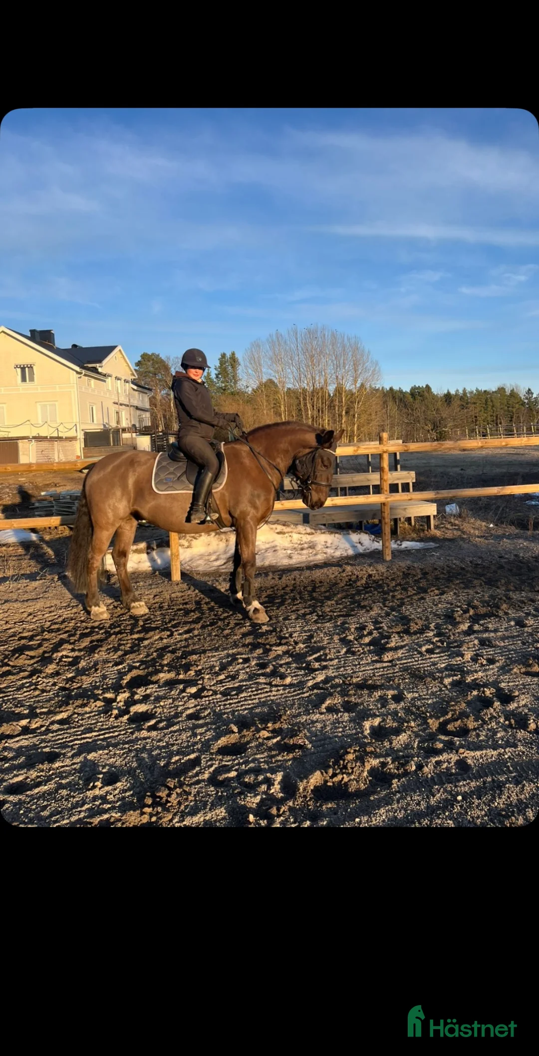 Allround hästar till salu: Riktigt fin ridhäst säljes  - Annons 1