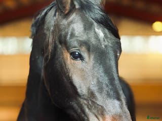 hästar Dressyrvalack för den satsande i Ljungbyholm - Annons 15