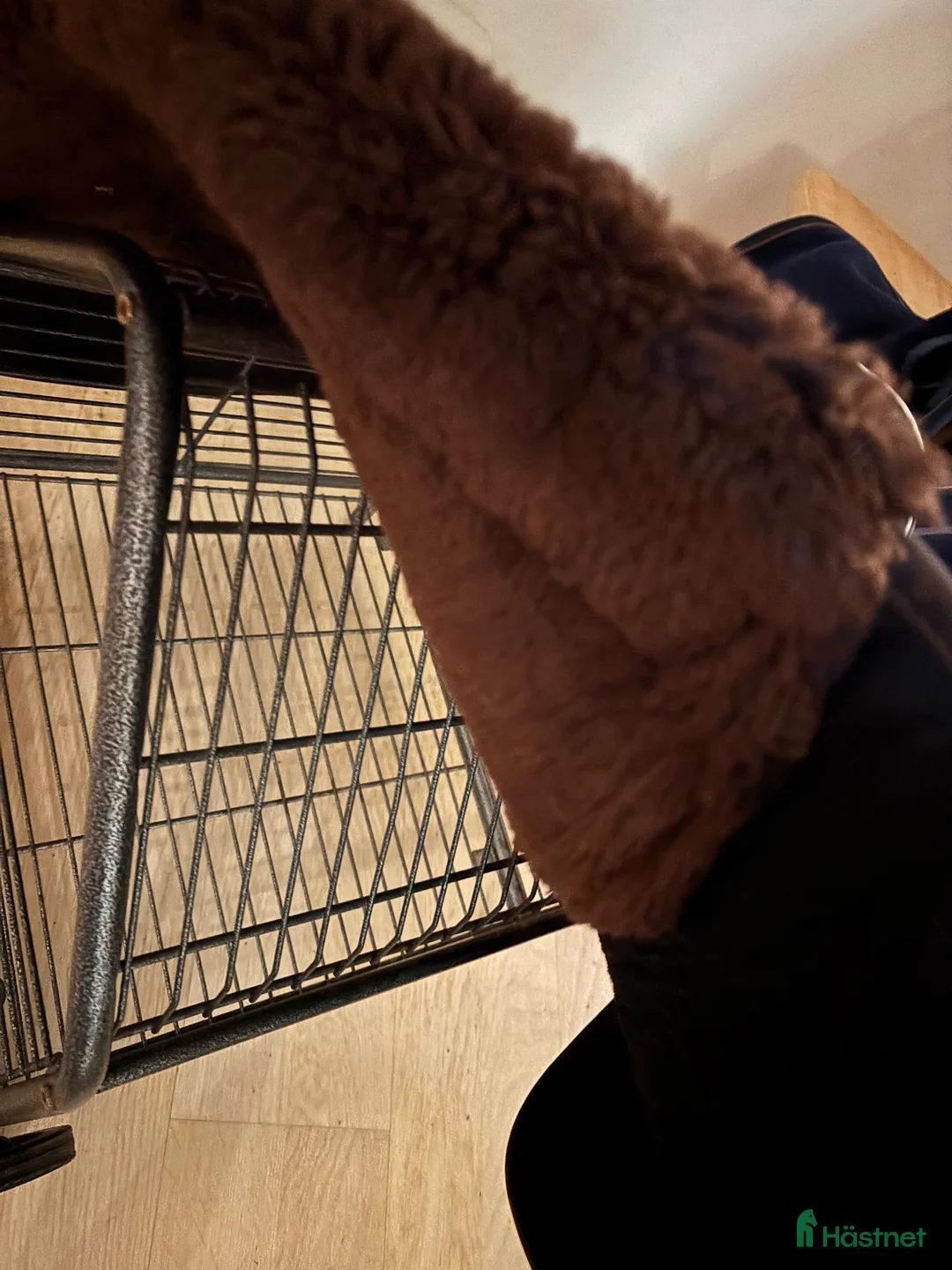 Schabrak & Vojlockar hästutrustning till salu: Kentucky schabrak skin friendly dressyr i Trångsund - Annons 2