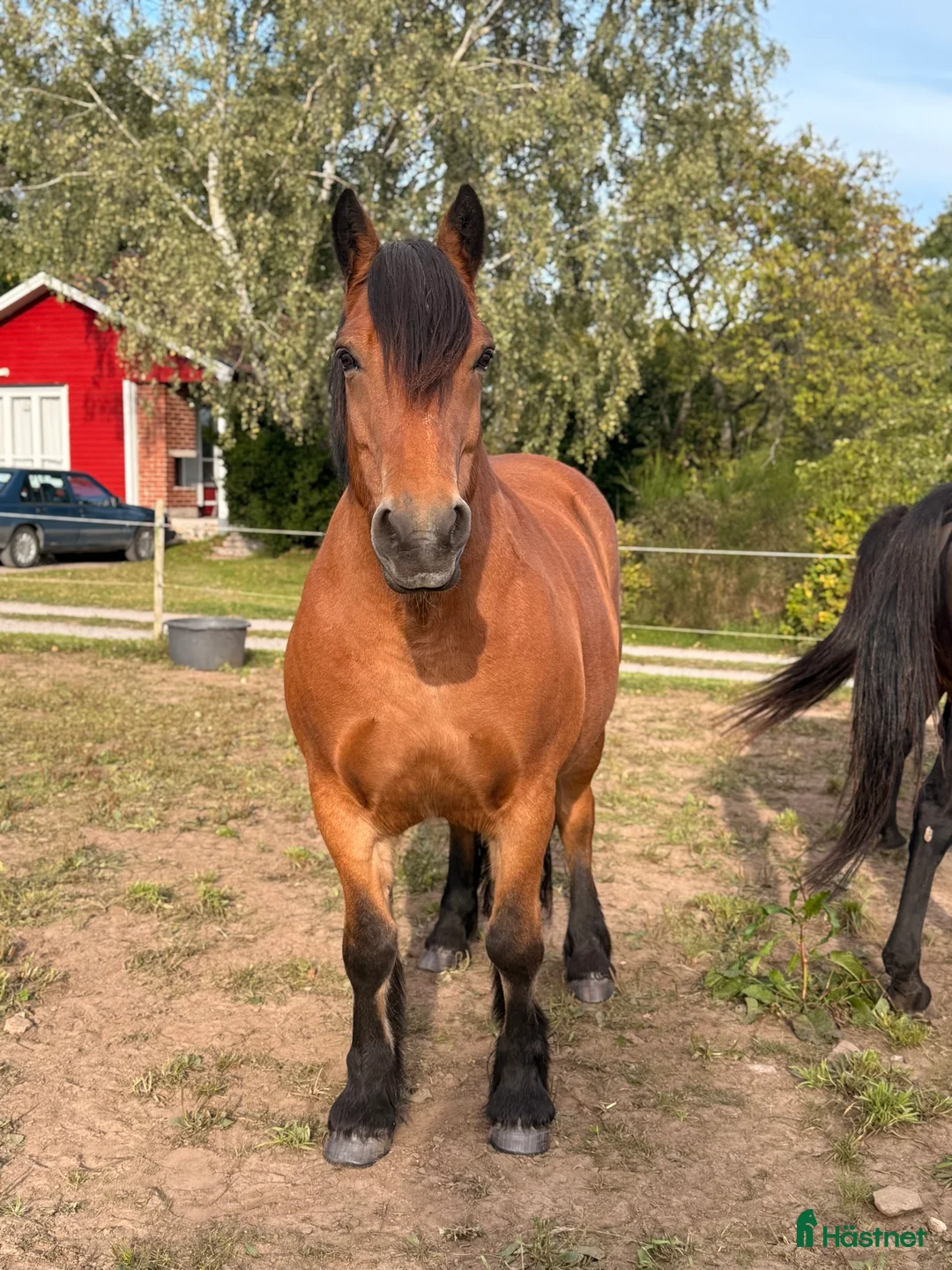 Allround hästar till salu: Världens snällaste skogsmulle / tanthäst i Hörja - Annons 12