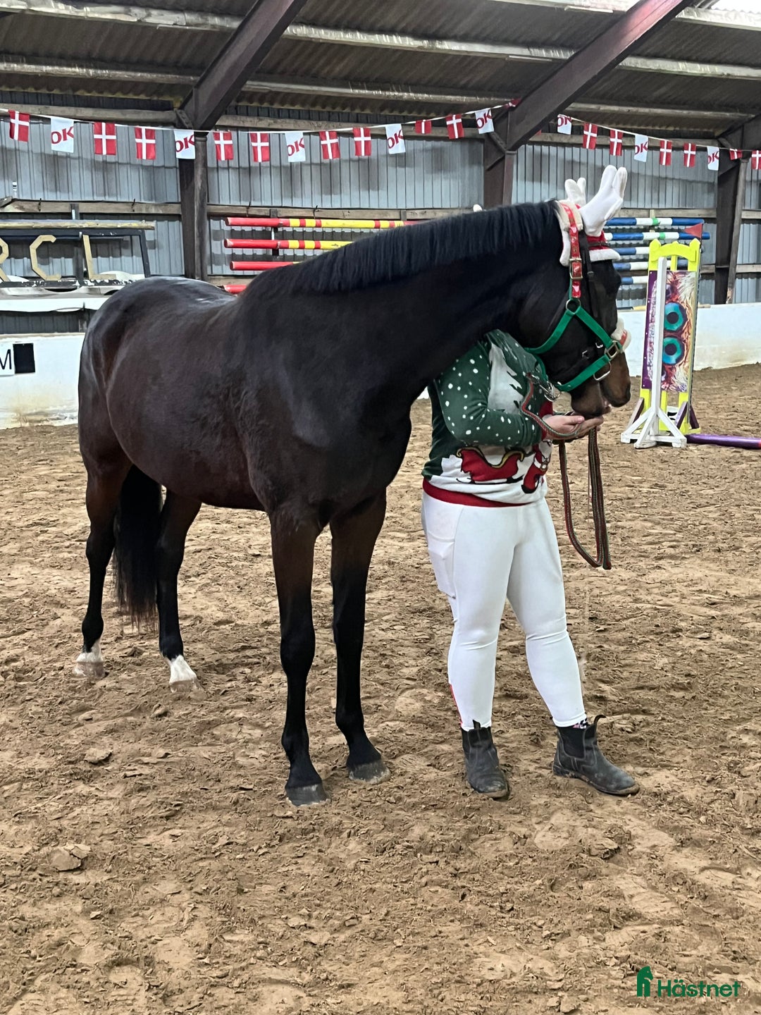 Hoppning hästar till salu: Dansk Varmblod i Ruds-Vedby - Annons 5