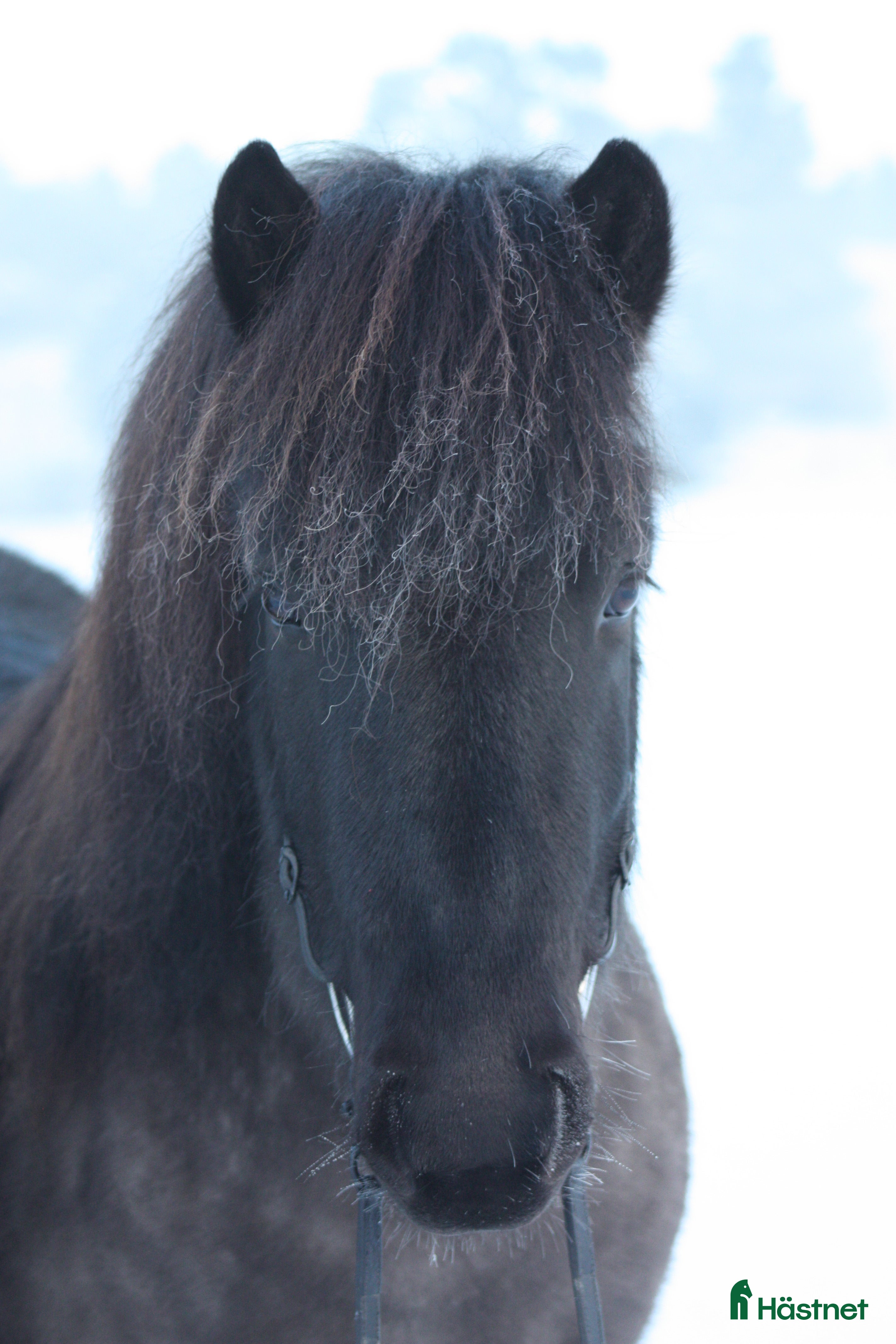  hästar Islandsvalack - Annons 6