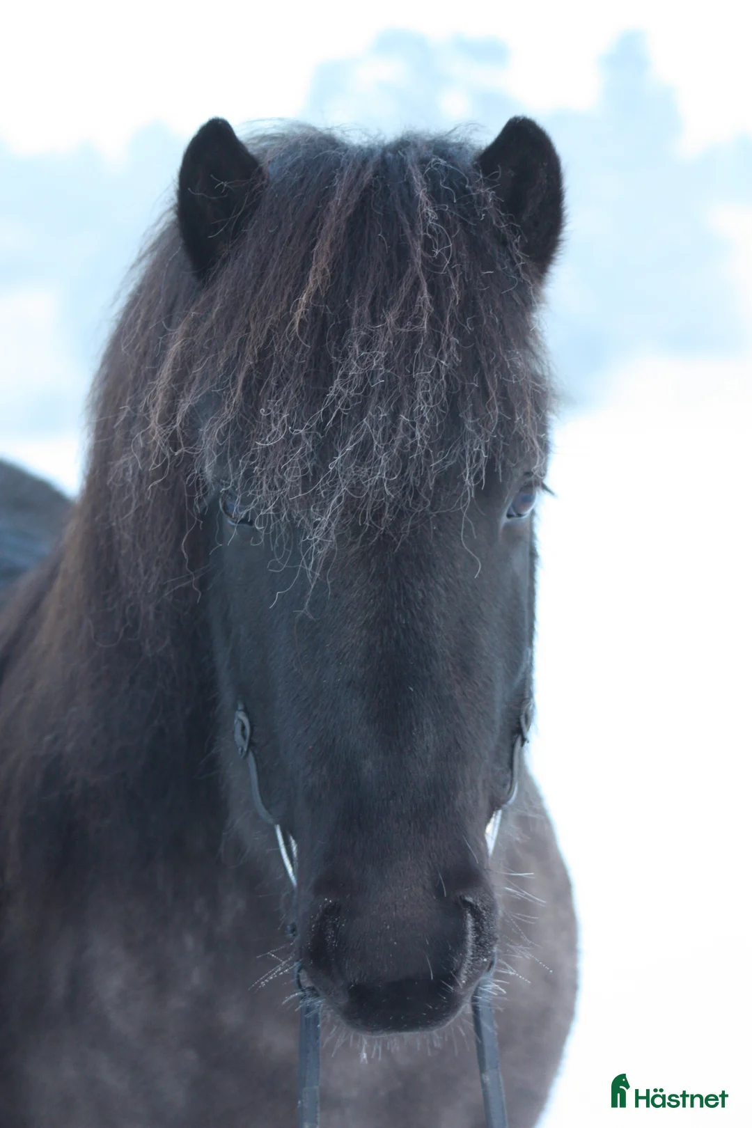 Island hästar till salu: Islandsvalack - Annons 1