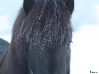 hästar Islandsvalack - Annons 1