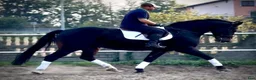 Allround hästar till salu: Rexon–10yo|170 Silesian Gelding|Family Horse - Annons 12