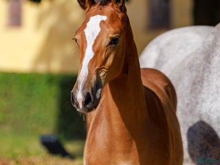 hästar Black week erbjudande! i Mörarp - Annons 9