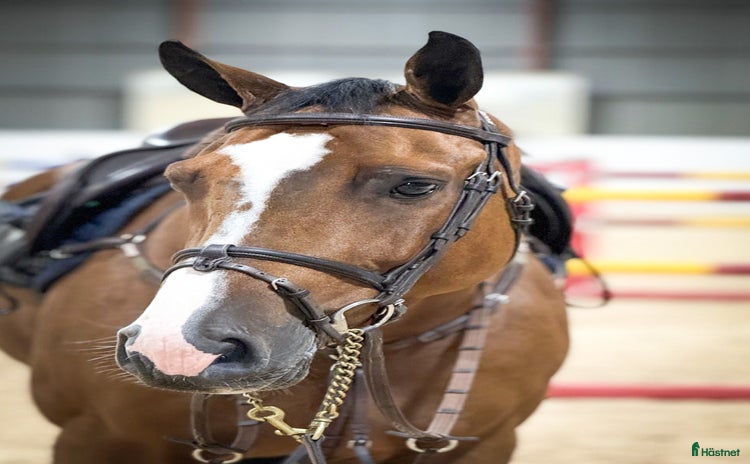  hästar Valack 6år Framtidslöfte för satsande i Saxtorp - Annons 7