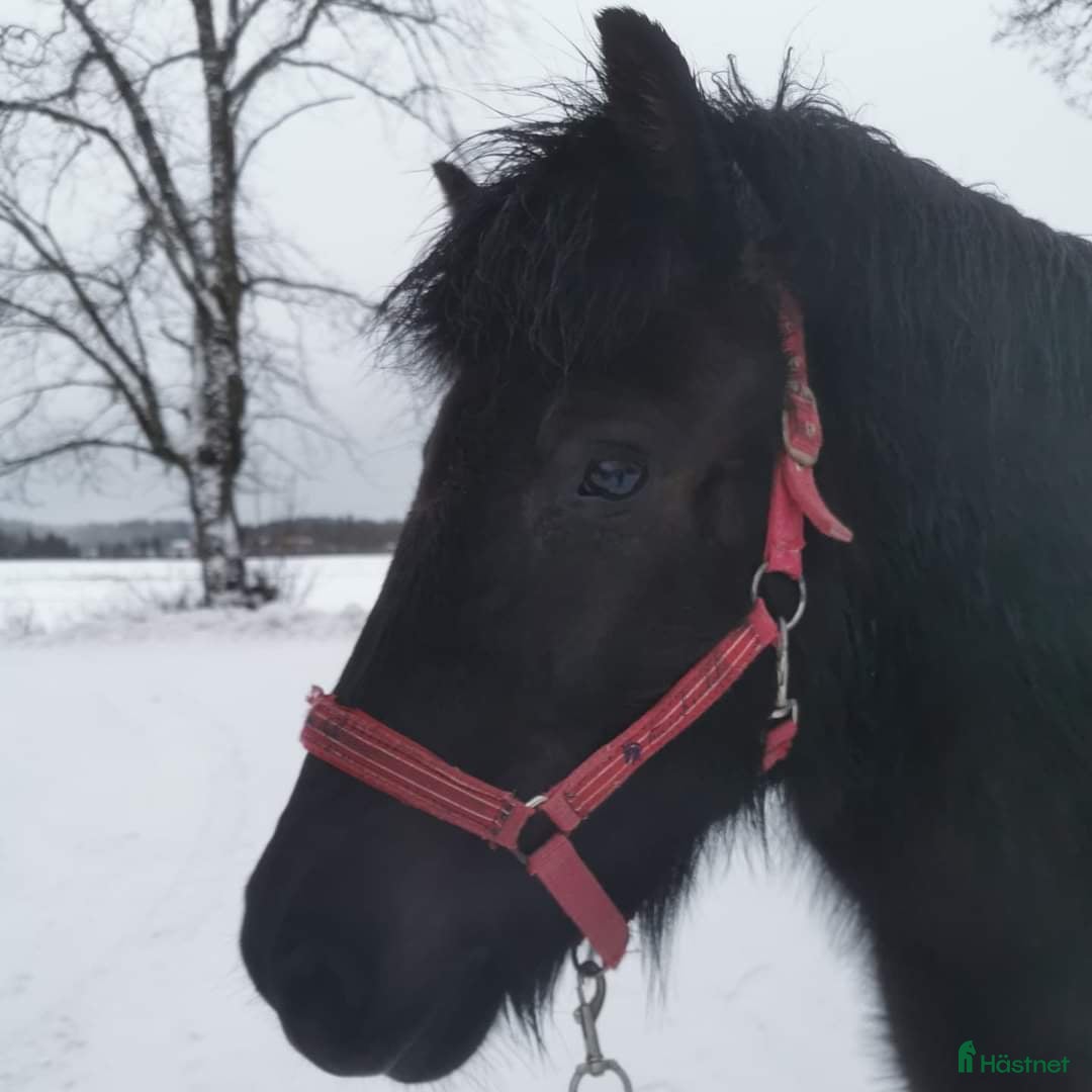  foderhäst finnes: Islandssto lämnas ut på foder/säljes i Karlskoga - Annons 2