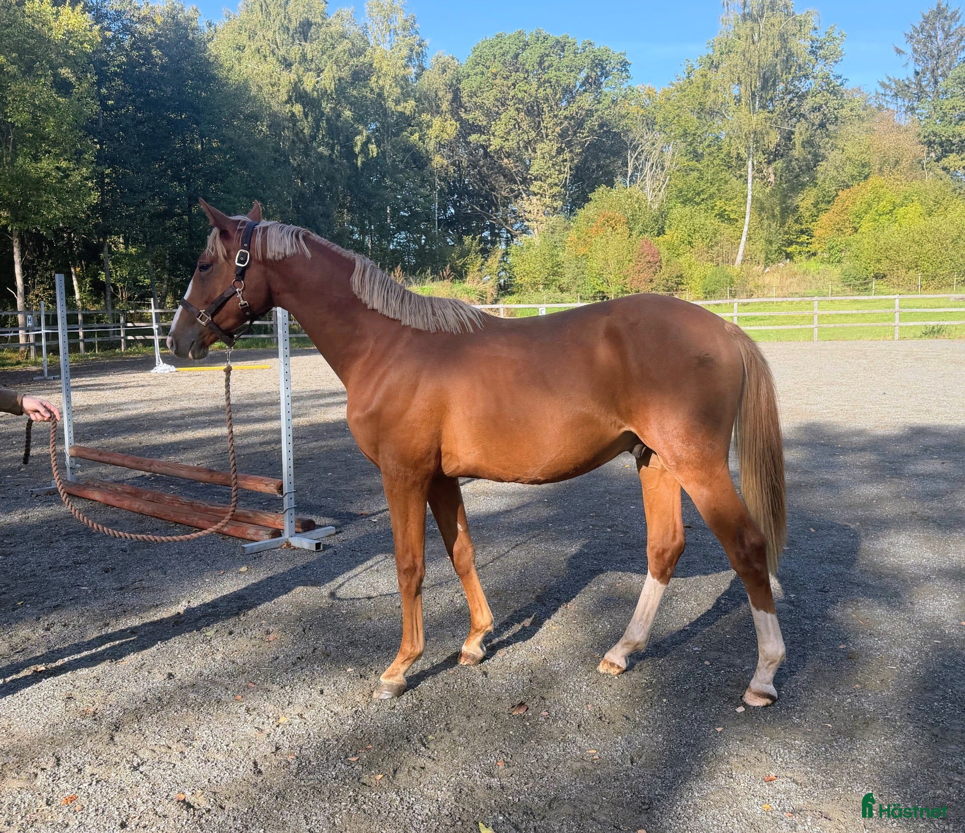  hästar Åring e. Cosmos Hästak – Balou du Rouet - Annons 17