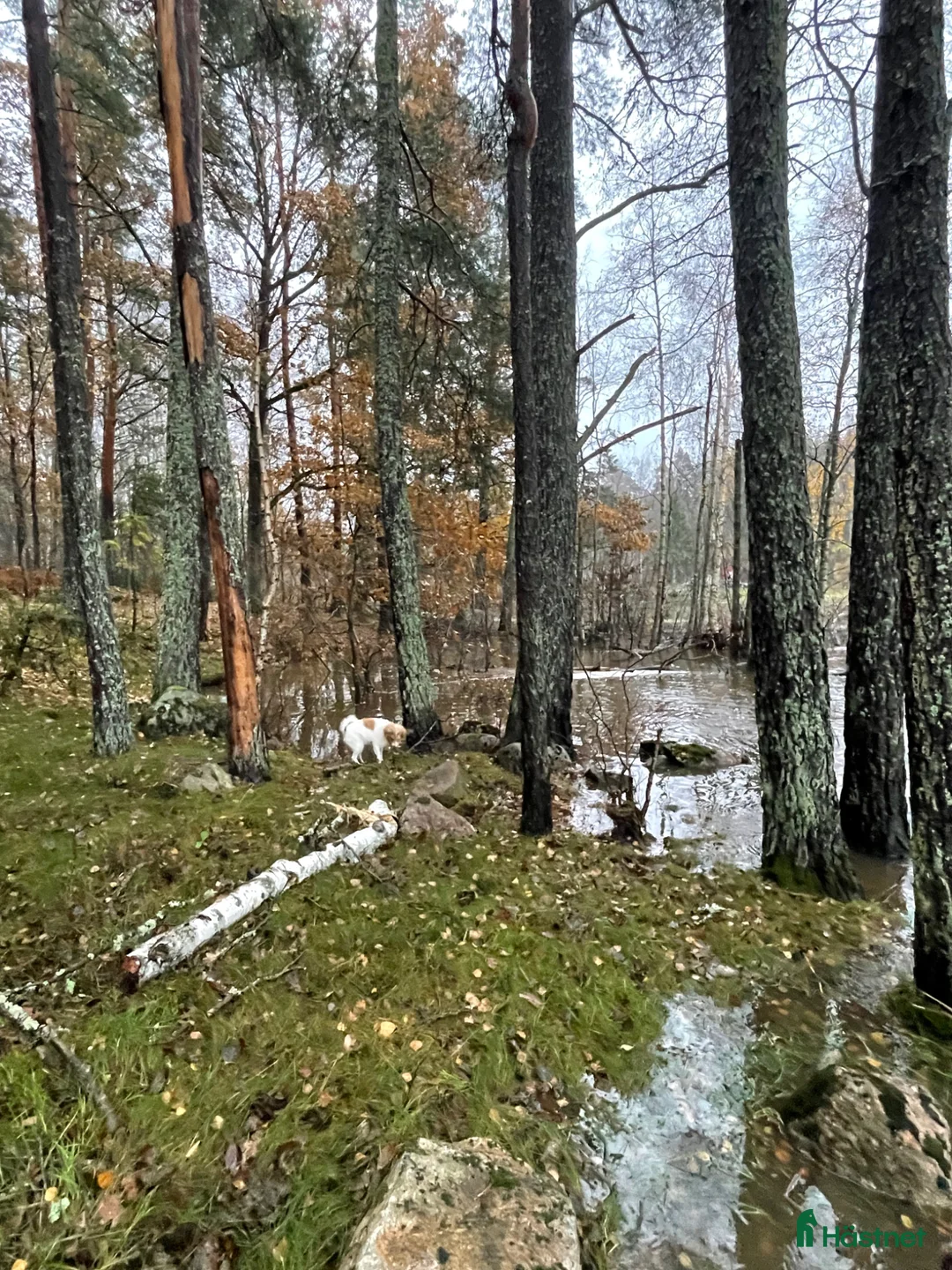  stallplats finnes: Stallplats/lösdrift i Fellingsbro - Annons 2
