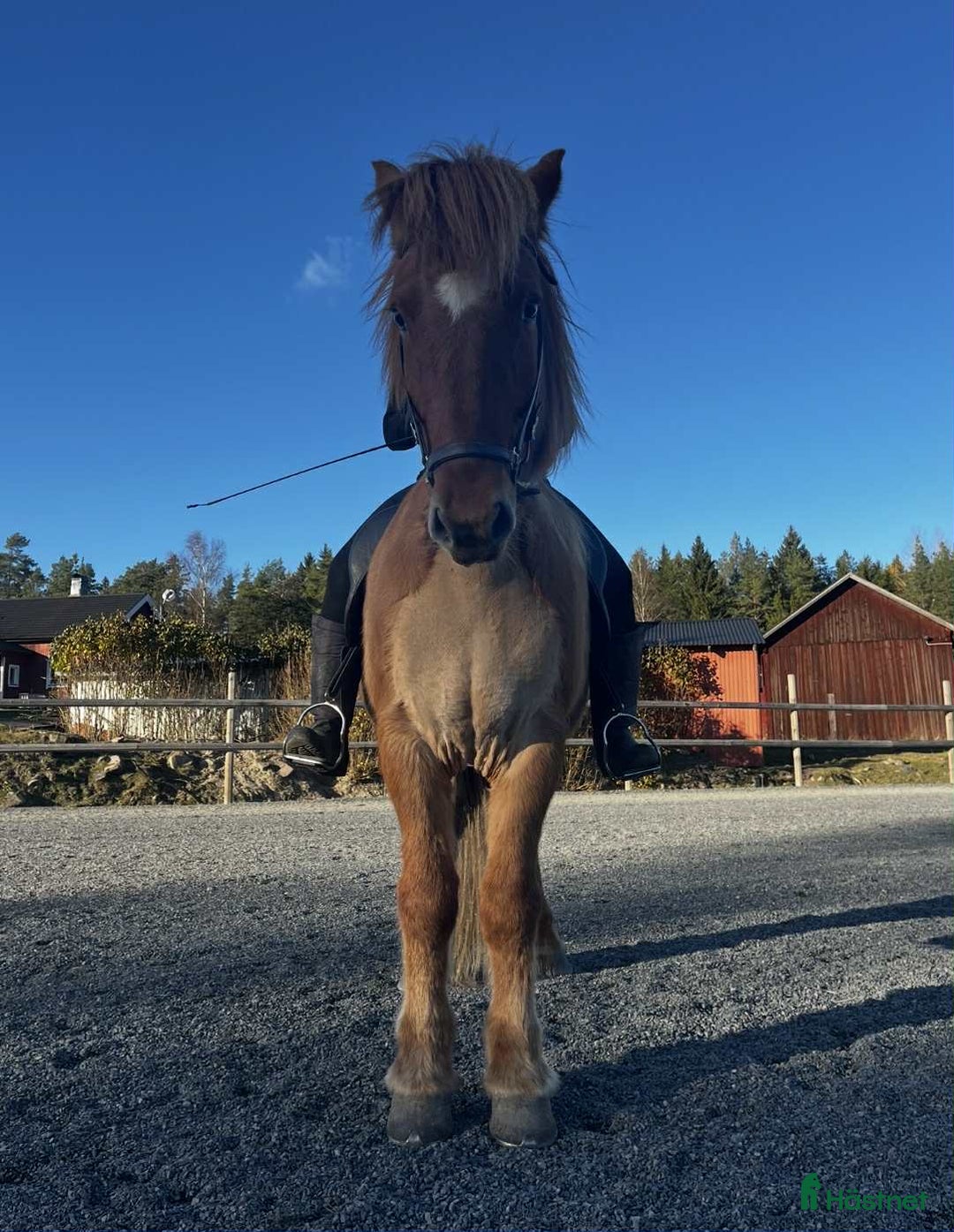Island hästar till salu: Flott och femgångs valack, kurser/tävling/ridhäst i Gimo - Annons 5