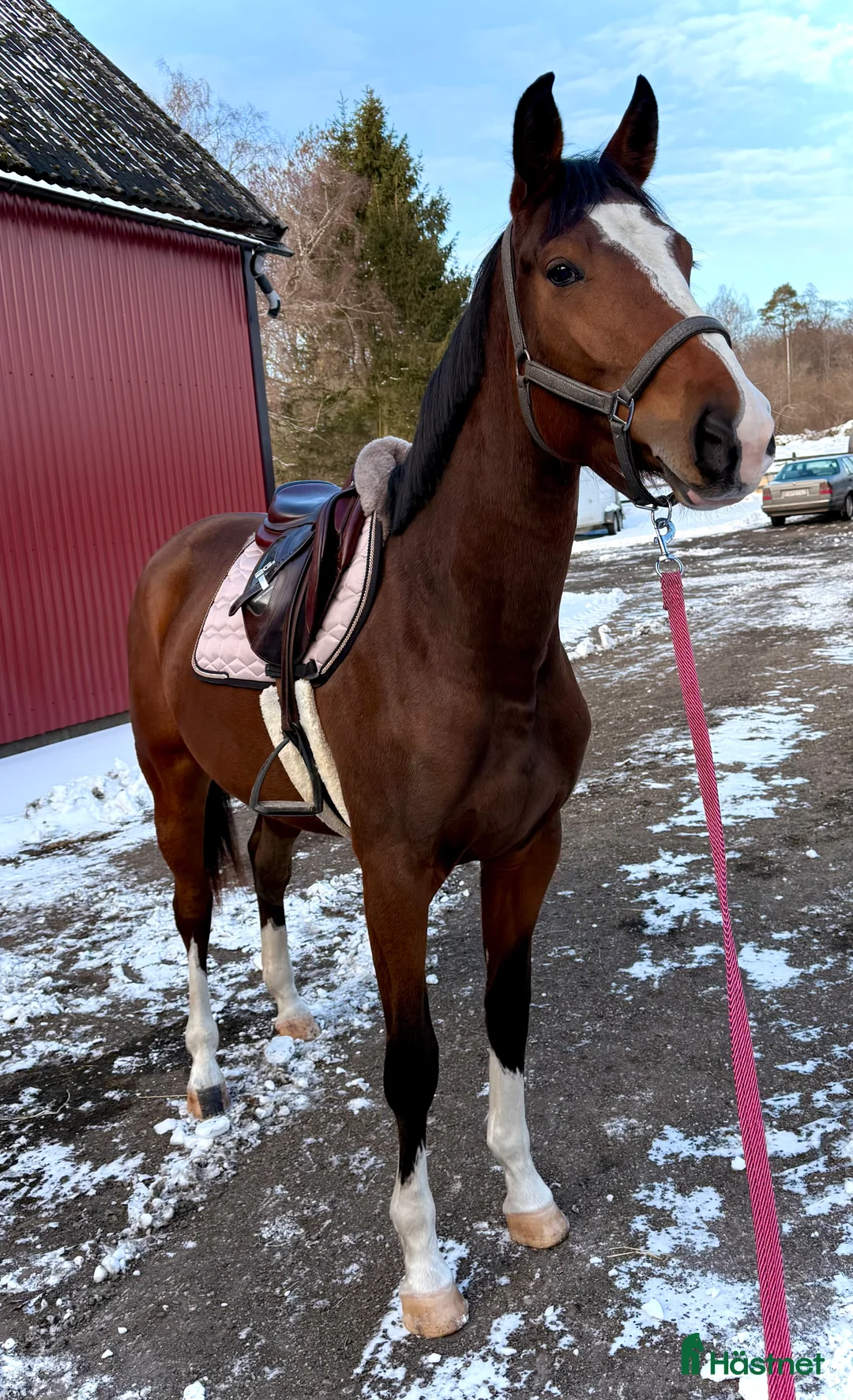 Hoppning hästar till salu: Fantastisk unghäst! i Sölvesborg - Annons 3