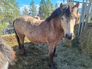 hästar Ponny med personlighet - Annons 9