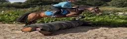 Allround hästar till salu: Irish riding ponies - Annons 12