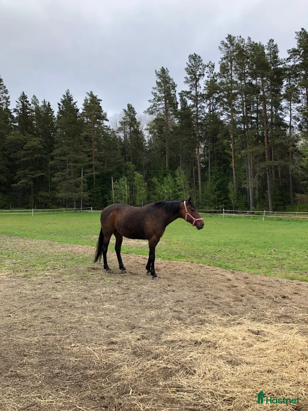 Sällskap hästar till salu: Sällskapshäst - Annons 1