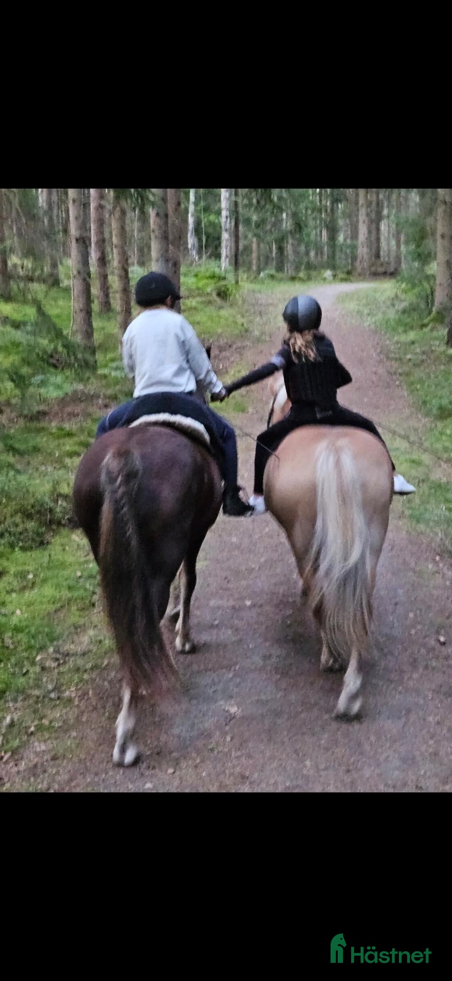  foderhäst Söker C ponny - Annons 4