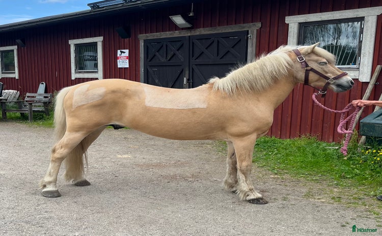  hästar i Bergshamra - Annons 20